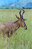 Pilanesberg National Park - Red Hartebeest [Alcelaphus caama]